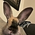 donnellybunny | Staff's Avatar Image