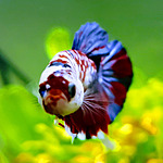 hot wheels gator car wash kohls